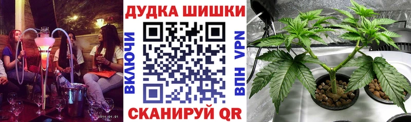 Каннабис сатива  Новотроицк 